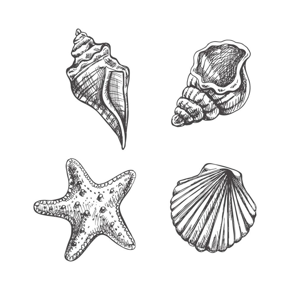 hand dragen skiss uppsättning av marin sjöstjärna, snäckskal, mussla, conch. hav vatten- under vattnet vektor. gravyr illustration på vit bakgrund. vektor