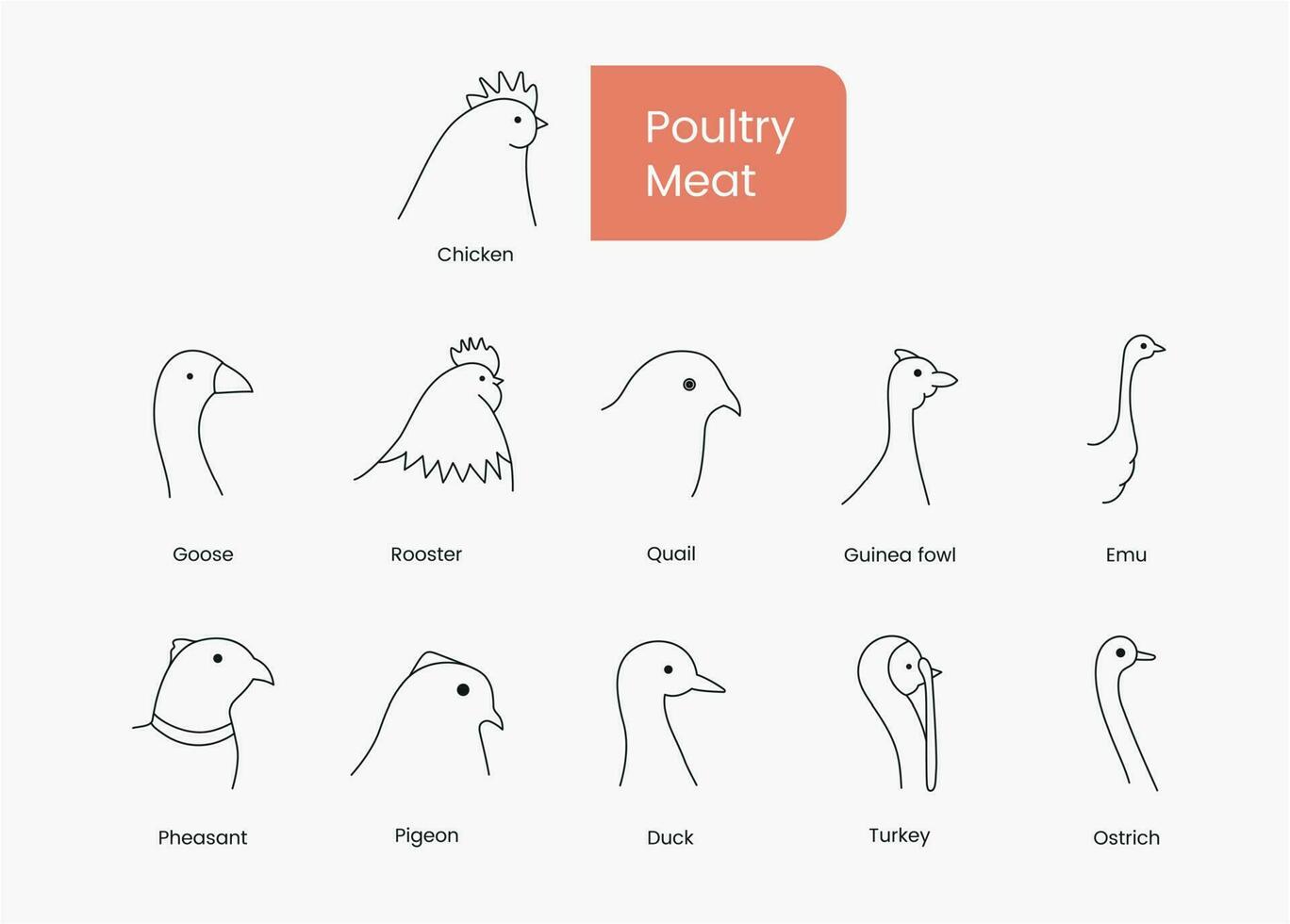 Typen von Geflügel Fleisch Henne und Hahn, Ente und Gans, Guinea Geflügel und Wachtel, Emu und Fasan, Taube und Truthahn, einstellen von linear Symbole im Vektor, Vogel Kopf Illustration. vektor