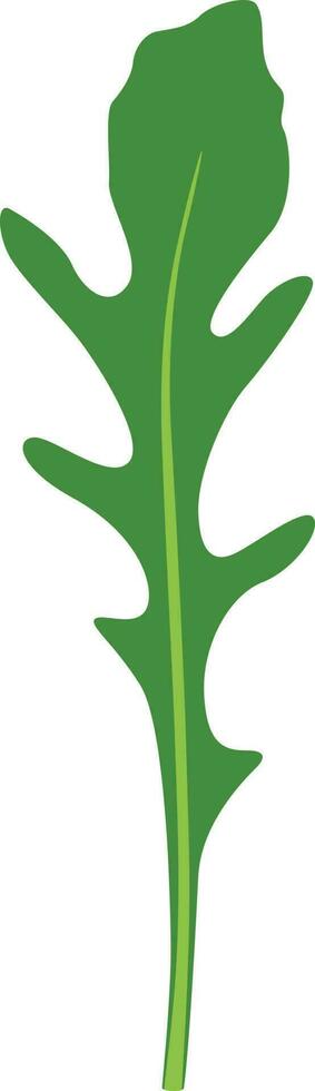 Rucola Rucola, Rakete Salat frisch Grün Blätter vektor