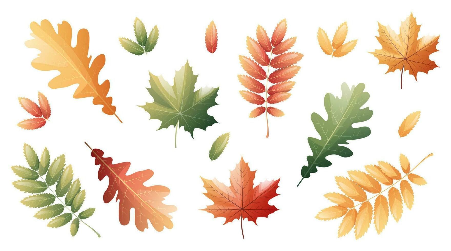 Blätter von Eberesche, Ahorn, Eiche auf ein Weiß Hintergrund. einstellen von mehrfarbig Herbst Blätter. Karikatur Vektor Illustration. Hallo Herbst, saisonal Thema.