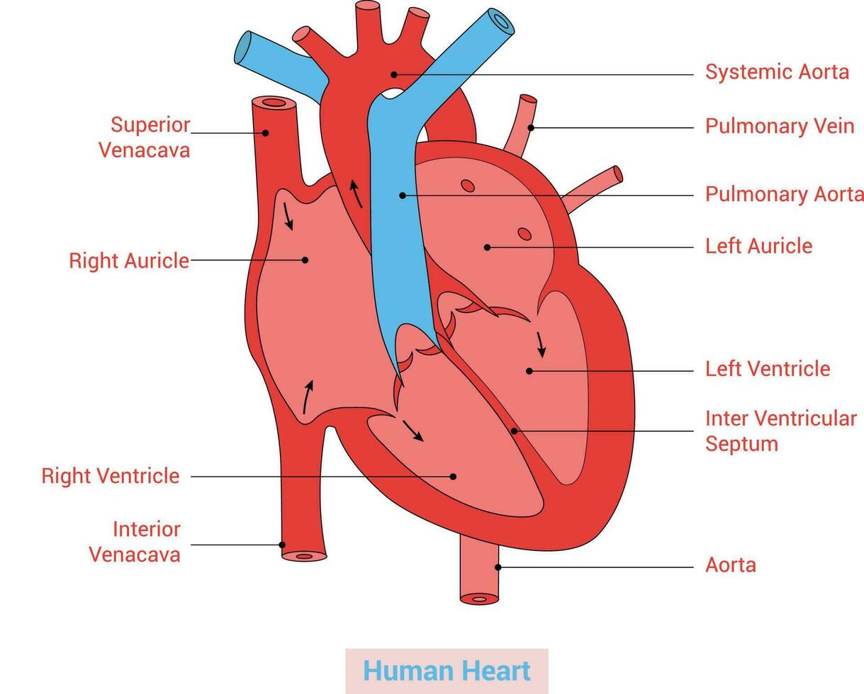 mänsklig hjärta anatomi vektor illustration design