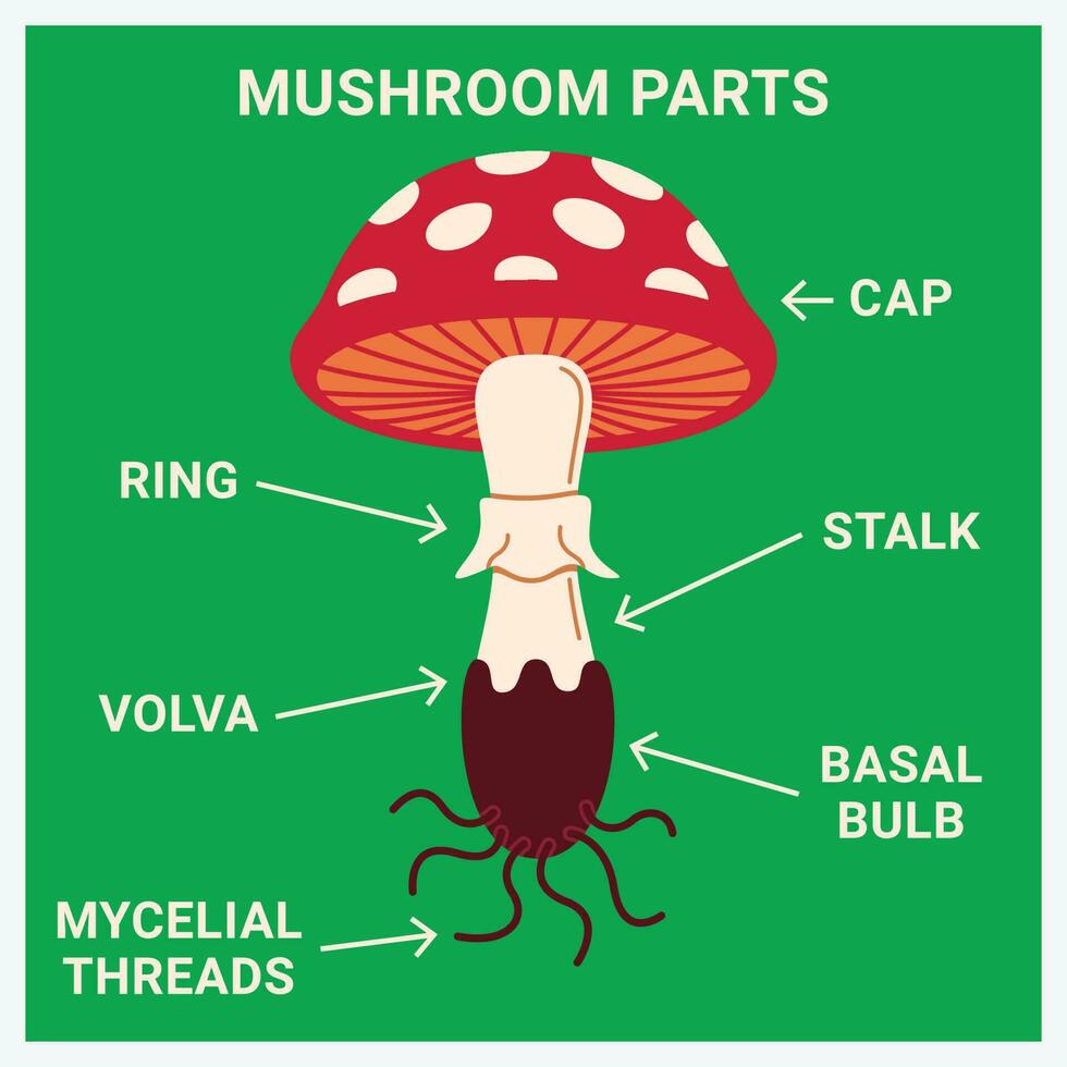 illustration av svamp delar i grön bakgrund vektor