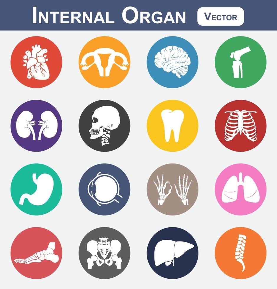 internes Organ Symbol Herz Gebärmutter Gebärmutter Gehirn Knie Niere Schädel Hals Zahn Brust Brust Auge Hände Lunge Fuß Becken Leber Wirbelsäule Medizin und Wissenschaft Symbol vektor