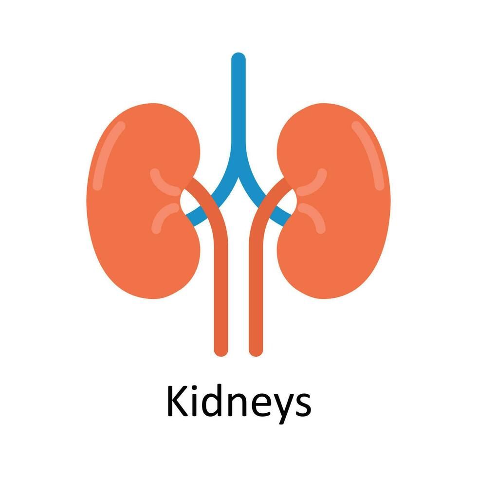 Nieren Vektor eben Symbol Design Illustration. medizinisch und Gesundheitswesen Symbol auf Weiß Hintergrund eps 10 Datei