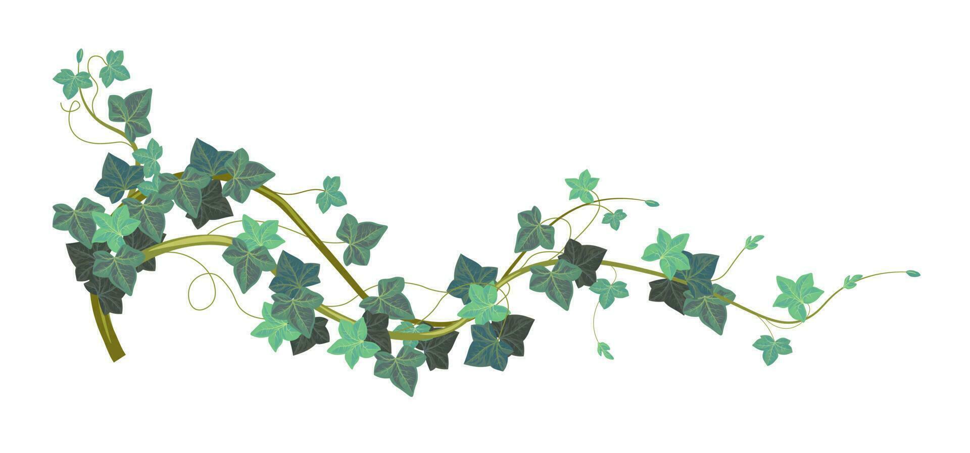 murgröna klättrande växt med vintergröna löv vektor