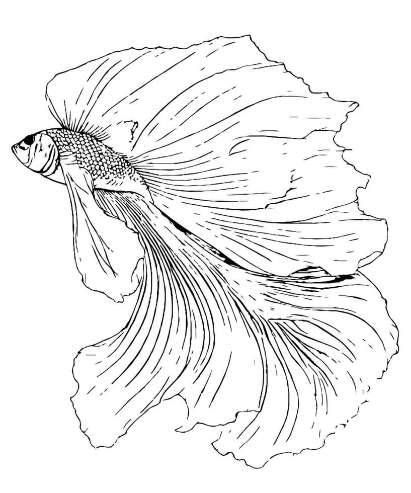 Betta Fisch Linie Kunst schwarz und Weiß Illustration ebenfalls bekannt wie Siamese Kampf Fisch Zeichnung zum Färbung Buch vektor