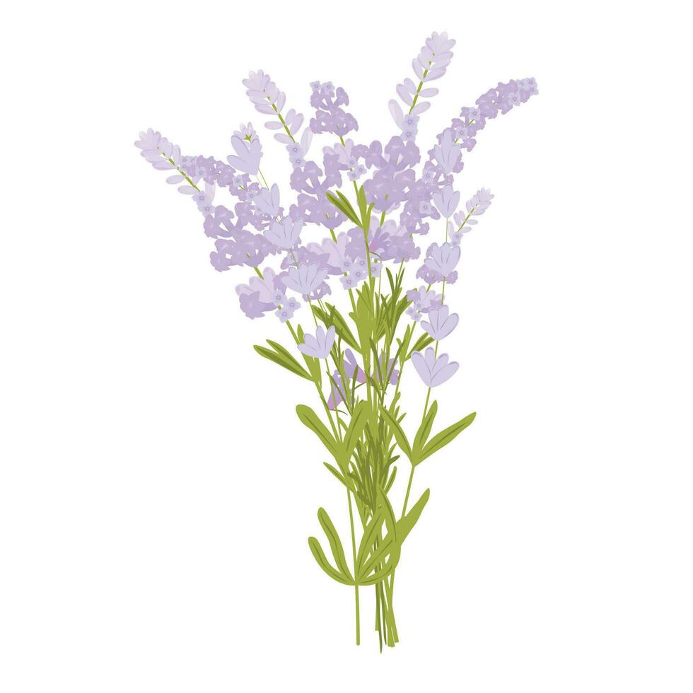 Lavendel Vektor Lager Illustration. ein Strauß von lila Blumen.lila Zweige. isoliert auf ein Weiß Hintergrund. Provencal Kräuter.