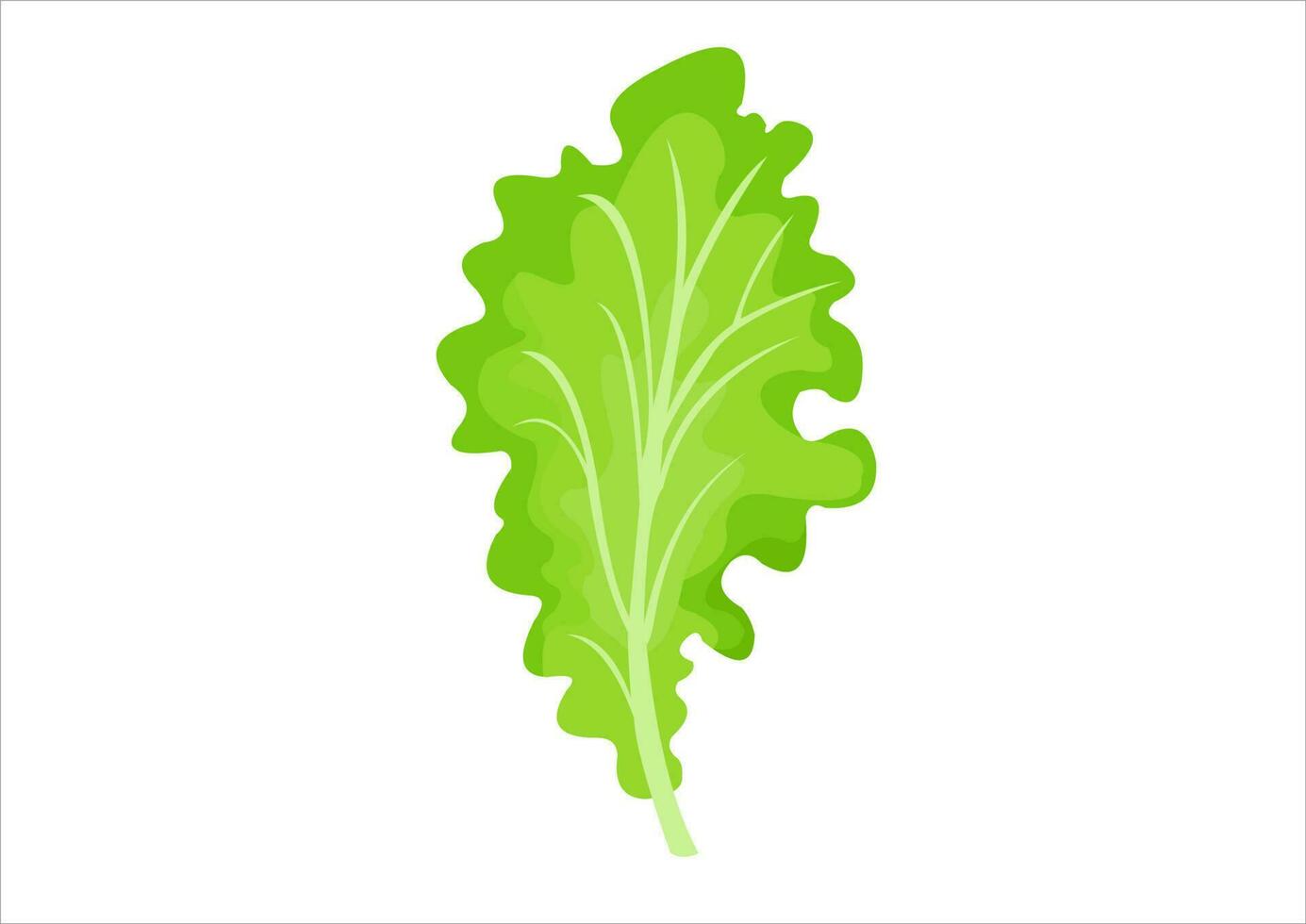 vektor illustration av sallad löv, färsk grönsaker