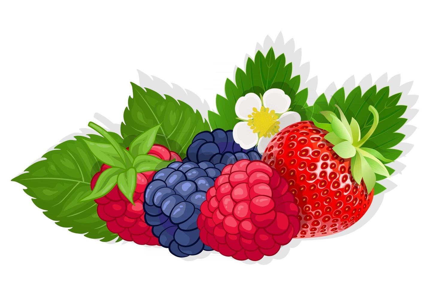 hallon och jordgubbar söt fruktillustration för webben isolerad på vit bakgrund vektor