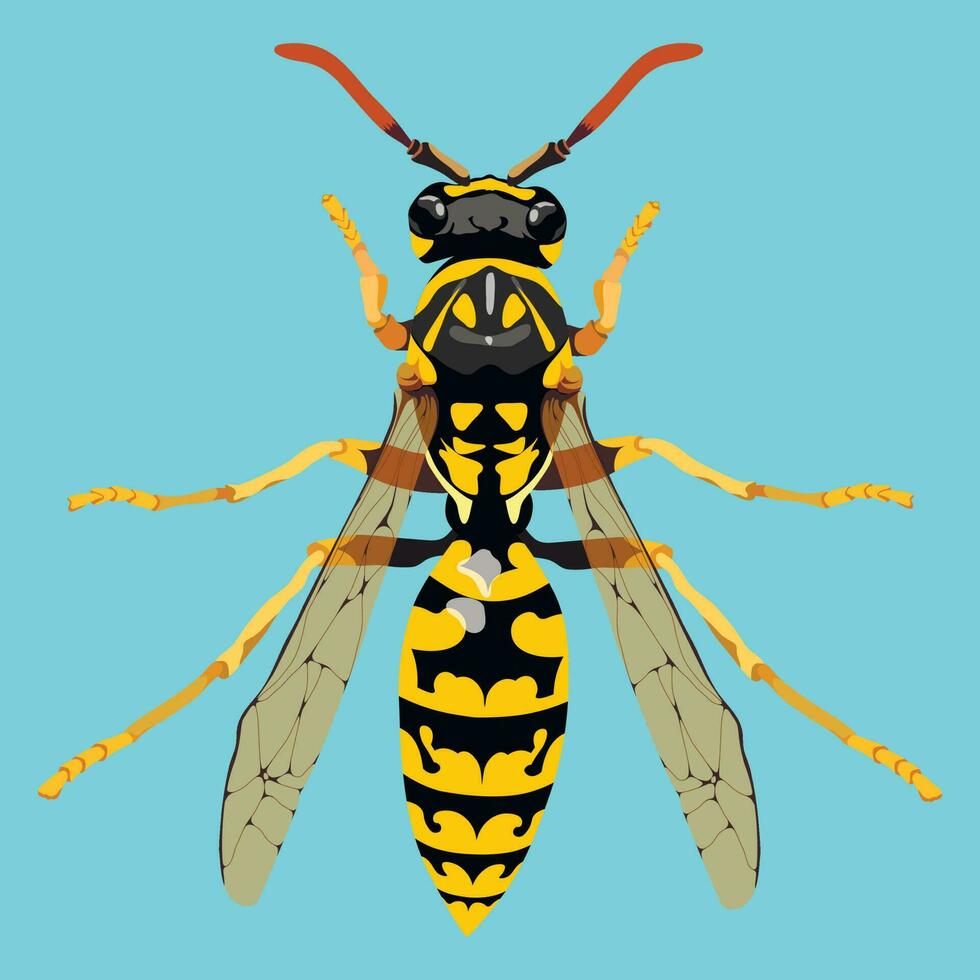 realistisch Vektor Bild von ein Wespe auf ein Blau Hintergrund. detailliert Zeichnung von ein Wespe