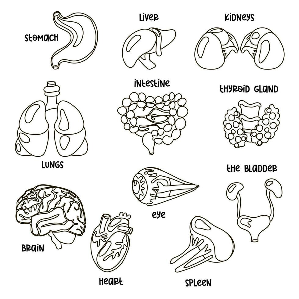 ein einstellen von Kontur Vektor Abbildungen von Mensch intern Organe. geeignet zum Drucken, Internet und Präsentationen. einfach Abbildungen von Organe im ein linear Stil. Karikatur, zum Färbung, Lernprogramm