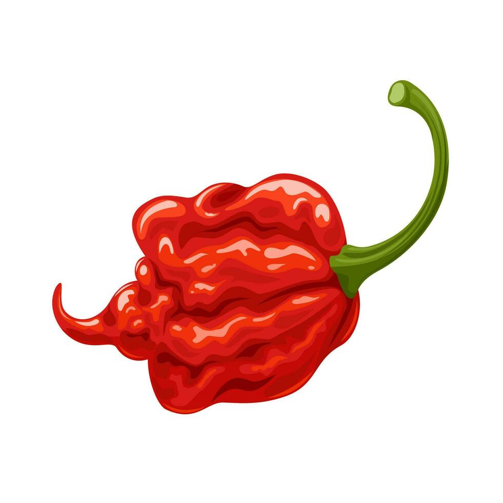 vektor illustration, Carolina skördeman chili peppar, isolerat på vit bakgrund.