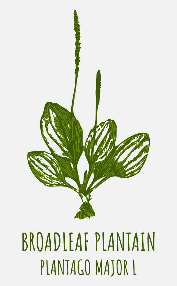 Vektor Zeichnungen Laubblatt Wegerich. Hand gezeichnet Illustration. Latein Name plantago Haupt l.