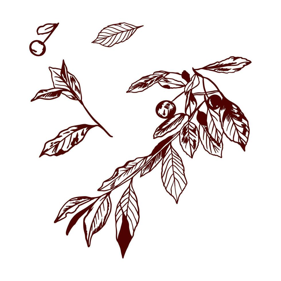 Kirsche Zweig Silhouette, Blätter und Beeren. Vektor Illustration von ein Baum Ast. Design Element zum verschiedene Hintergründe, Gruß Karten, Saft Etiketten.