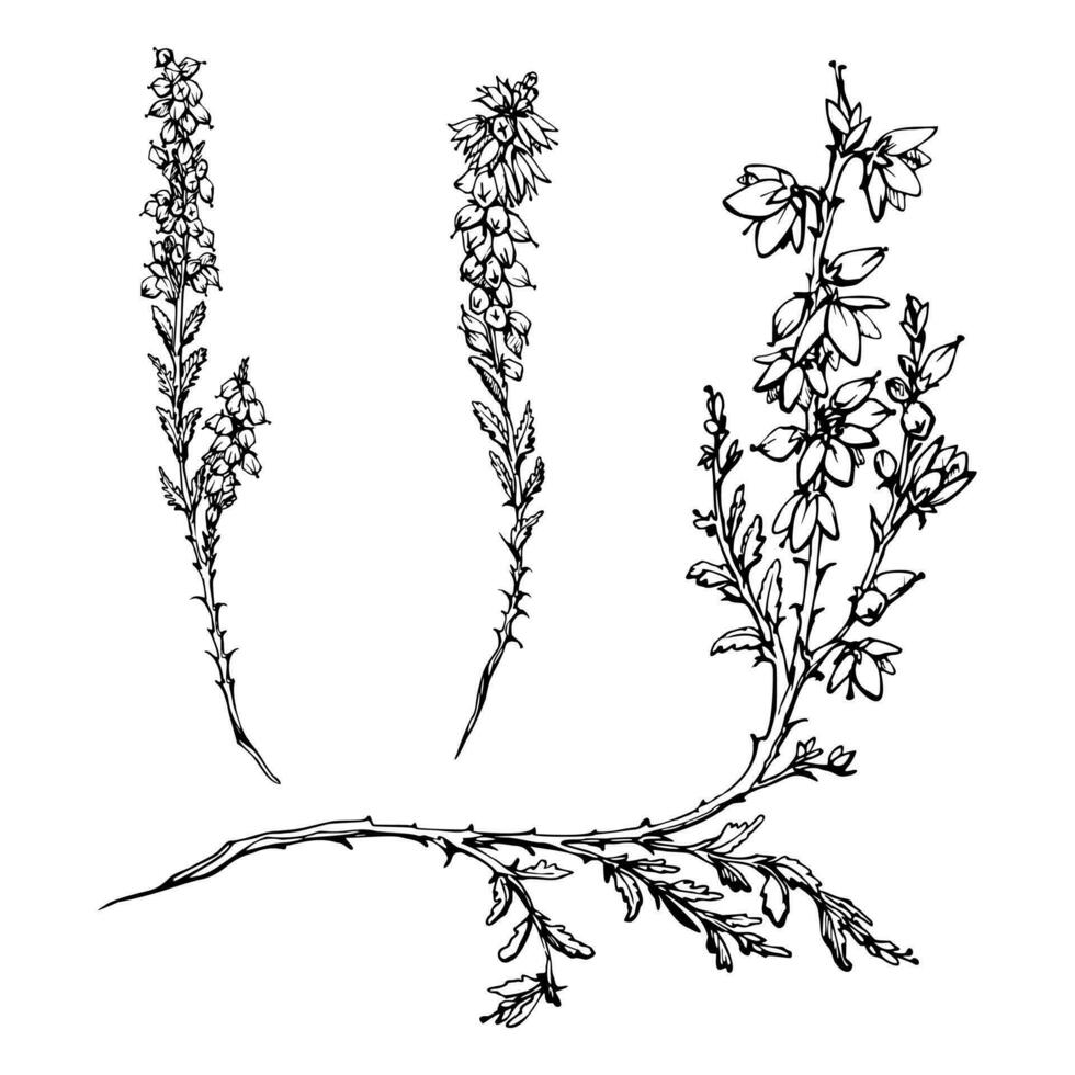 bläck hand dragen vektor skiss av isolerat objekt. ljung i blomma, buske växt grenar med blommor, knoppar och löv, natur. design för turism, resa, broschyr, bröllop, guide, skriva ut, kort, tatuering