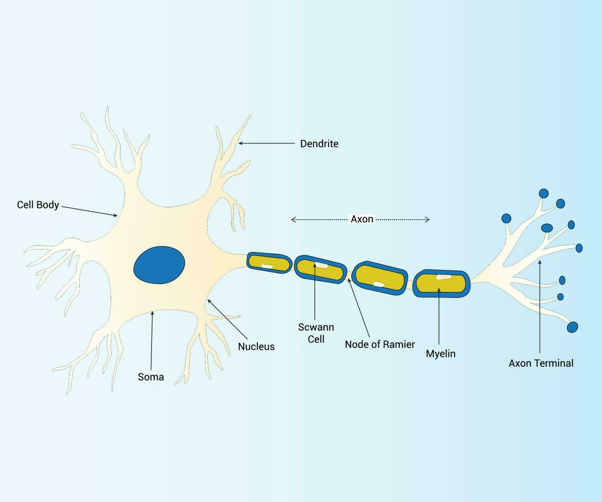 Über Neuron Axon Anatomie Design Vektor Grafik