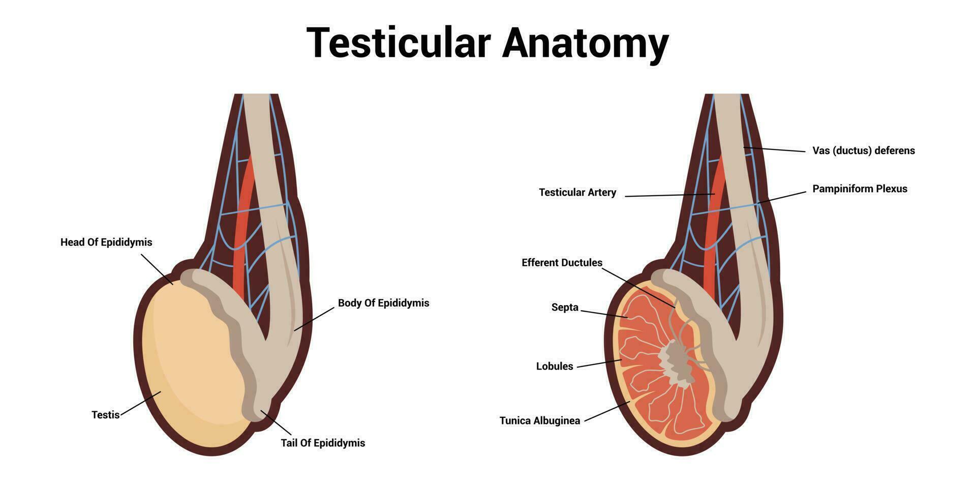 Hoden Anatomie. Illustration von ein Kreuz Sektion von männlich Hoden. männlich reproduktiv System von Mensch vektor