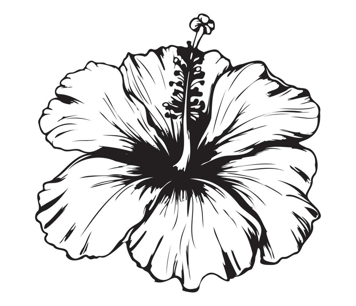 hibiskus illustrerade i översikt stil. blomma hand dragen illustration samling för blommig design. ett element dekoration för bröllop inbjudan, hälsning kort, tatuering, vektor