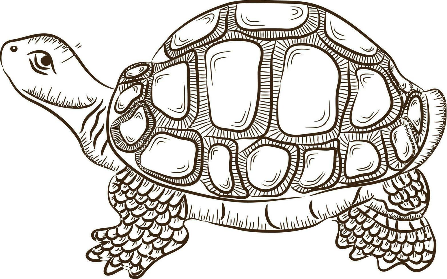 Schildkröte im zurück und Weiß Farbe. vektor