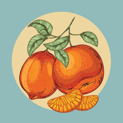 Weinlese-Illustration der schönen Zitrusfrucht oder der Zitrone mit Blatt vektor