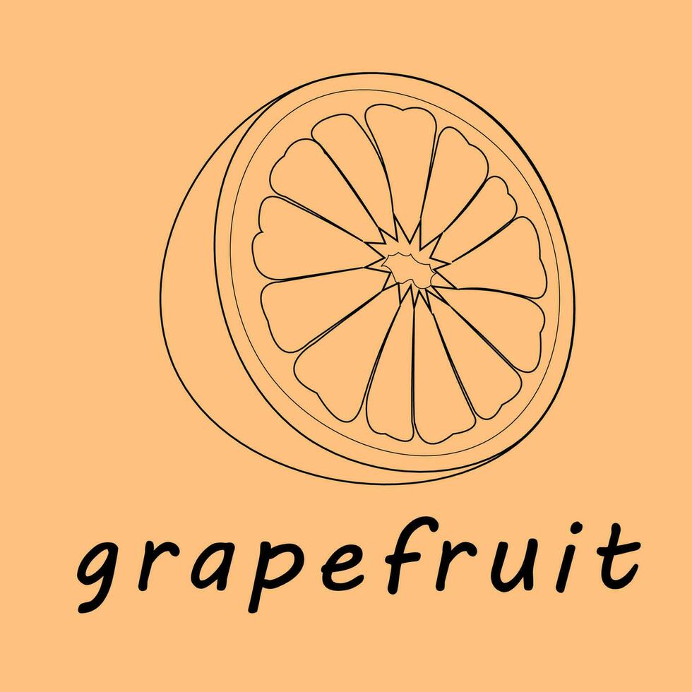 vektor illustration av en grapefrukt. rader konst tropisk frukt, klotter realistisk