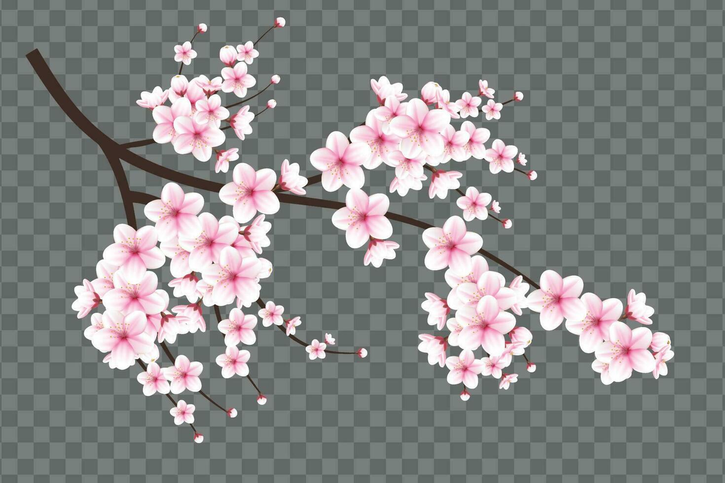 realistisch Blühen Kirsche Blumen und Blütenblätter Illustration, Kirsche blühen Vektor. Rosa Sakura Blume Hintergrund. Kirsche blühen Blume Blühen Vektor