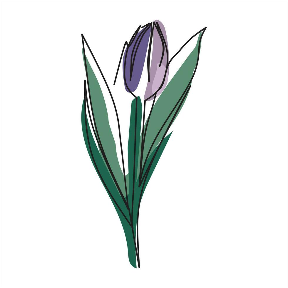 vektor tulpan blomma teckning av ett kontinuerlig linje. Färg illustration av tulpan