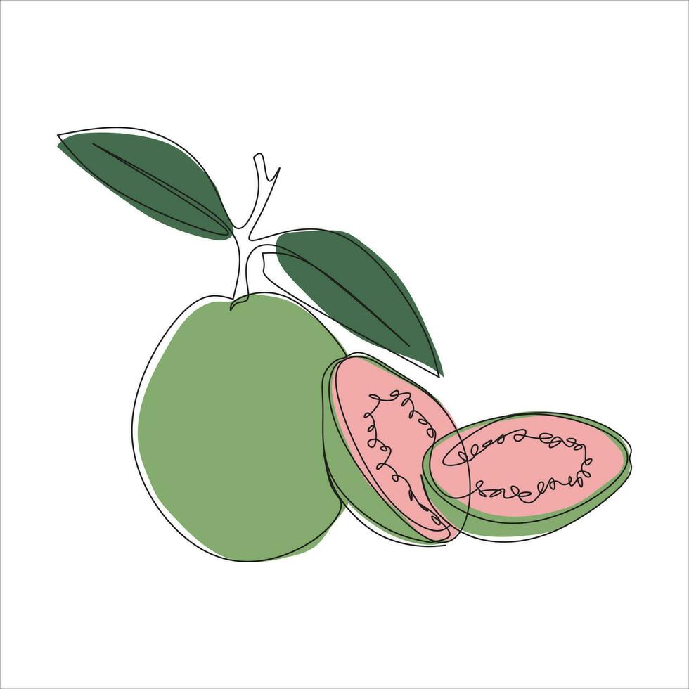 Vektor Guave Obst Zeichnung von einer kontinuierlich Linie. Farbe Illustration von Guave Obst im das Stil von einer Linie Kunst