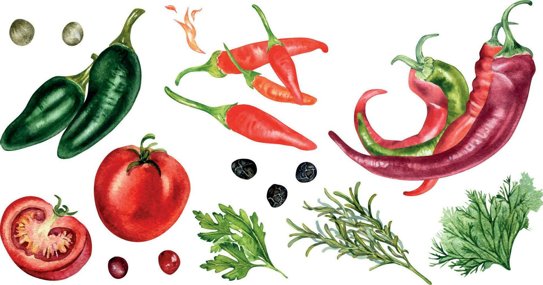 einstellen von verschiedene heiß Pfeffer und Tomaten Aquarell Illustration isoliert auf Weiß. Kräuter, Tobasco, rot Chili, Jalapeno Hand gezeichnet. Design Element zum Verpackung, Speisekarte, Markt, Zutaten, Geschirr vektor