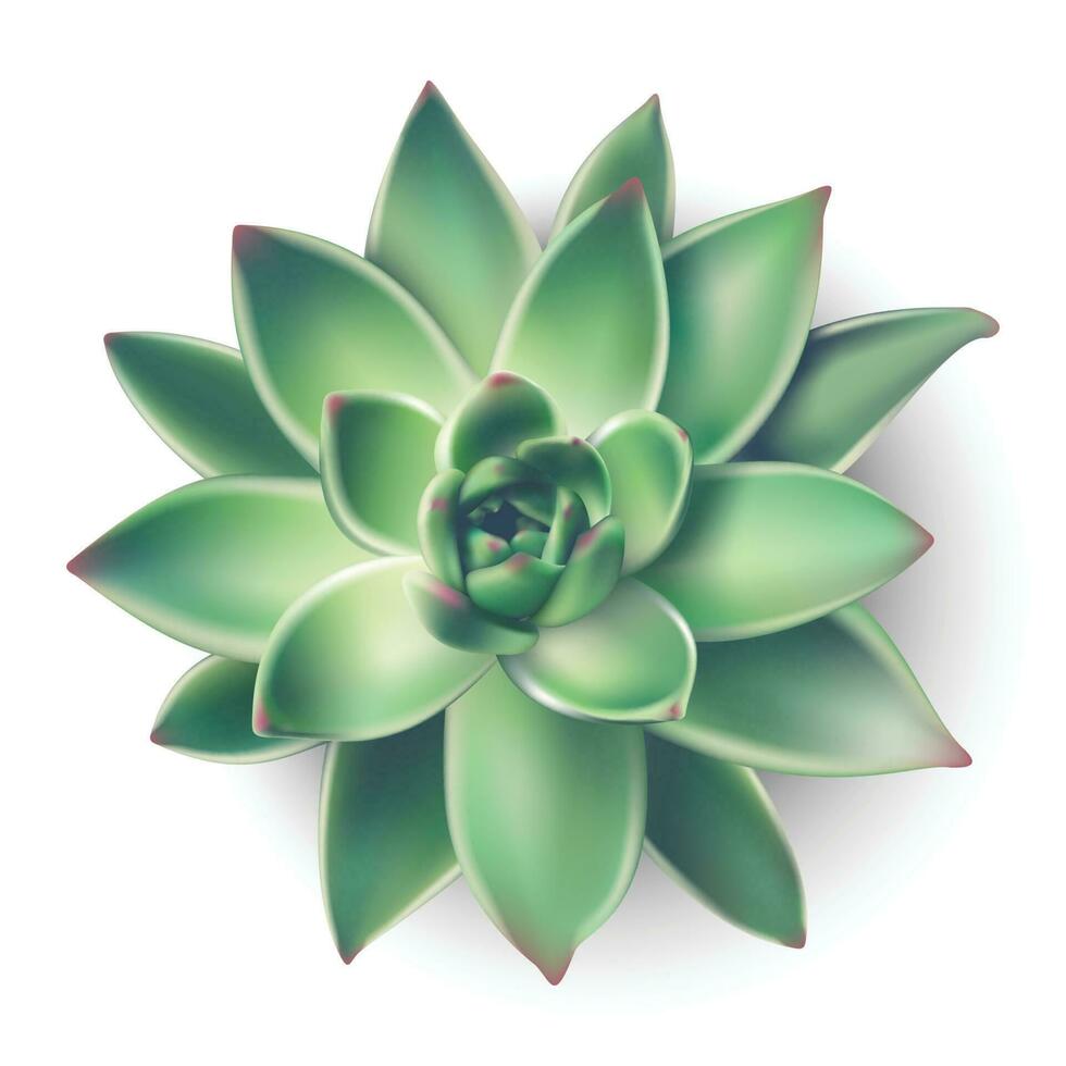 3d realistisch Vektor Haus saftig Pflanze von oben Sicht. isoliert Illustration Symbol auf Weiß Hintergrund.