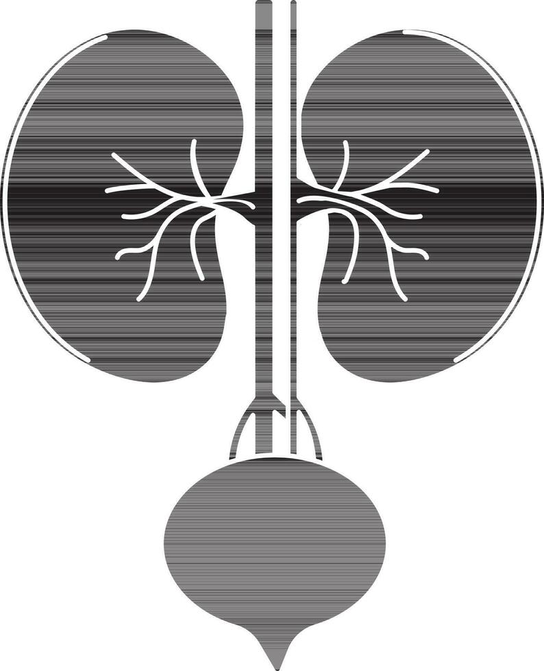 Glyphe Stil von Nieren Symbol im Teil von Körper. vektor