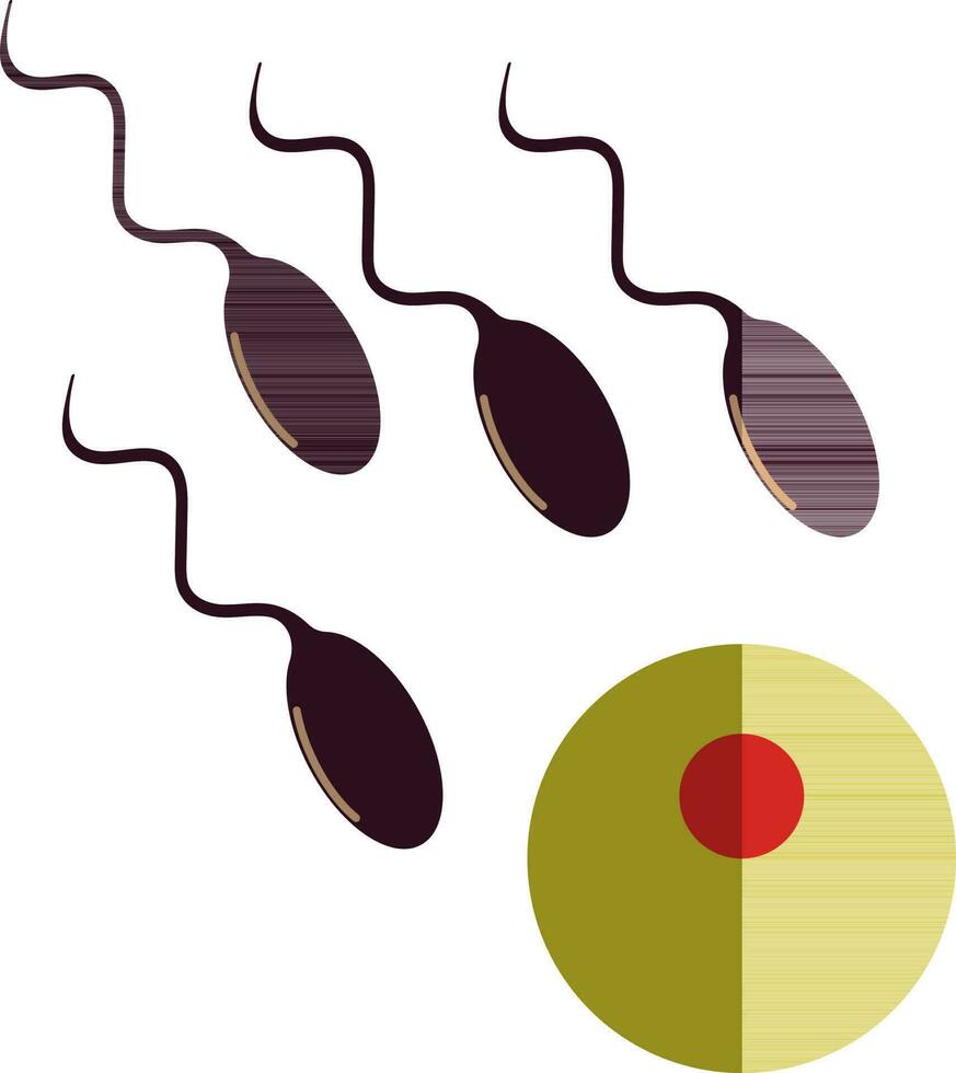 Bild von Sperma eintreten zu Samenanlage im Hälfte Schatten. vektor