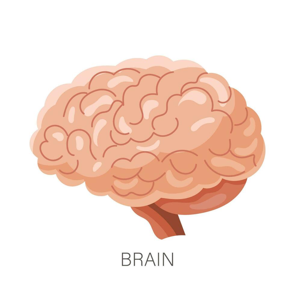 Mensch Gehirn. intern Organ, Mensch Anatomie. Gesundheit Pflege und Medizin. Illustration, Vektor