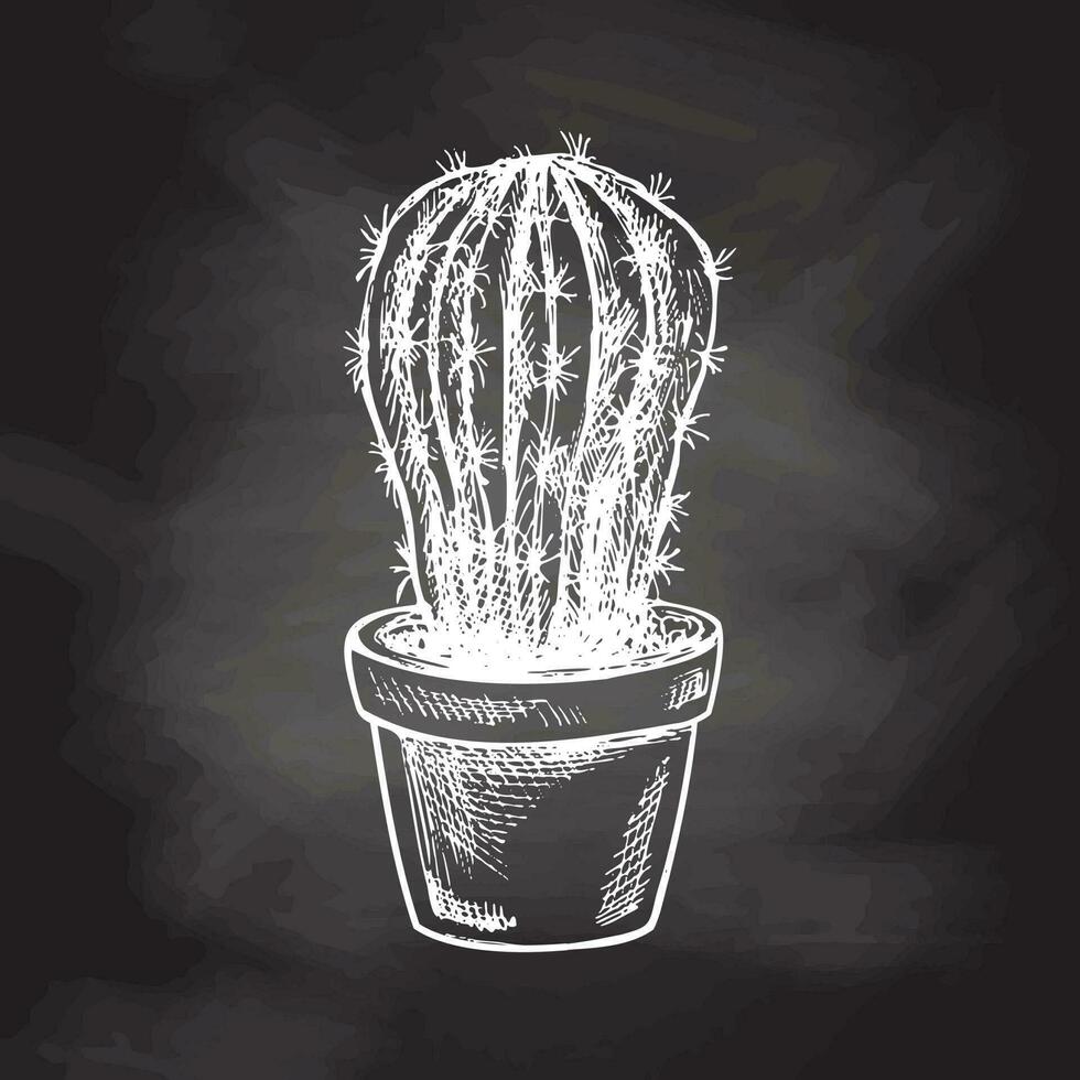 hand dragen vektor skiss av en kaktus i en pott. vit element isolerat på svarta tavlan bakgrund. årgång illustration. element för de design av etiketter, förpackning och vykort.