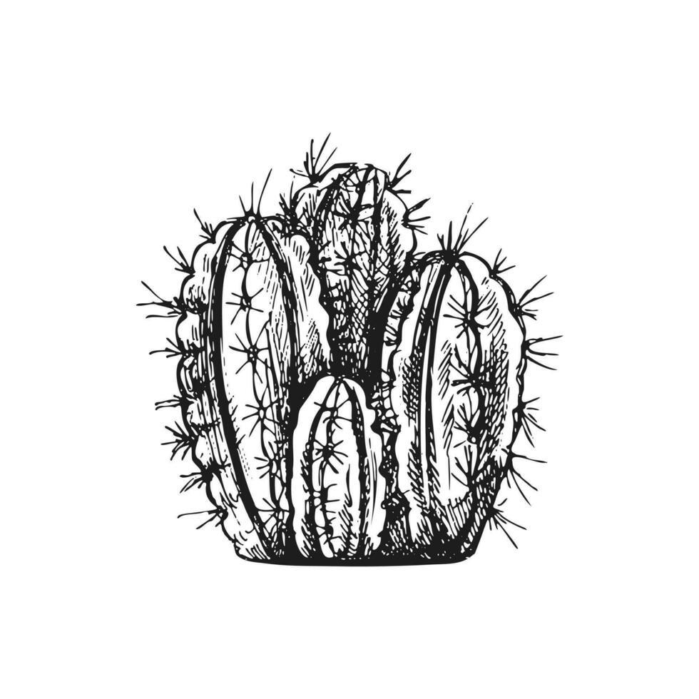 hand dragen vektor skiss av en kaktus. isolerat element för design. årgång illustration. element för de design av etiketter, förpackning och vykort. svartvit teckning.