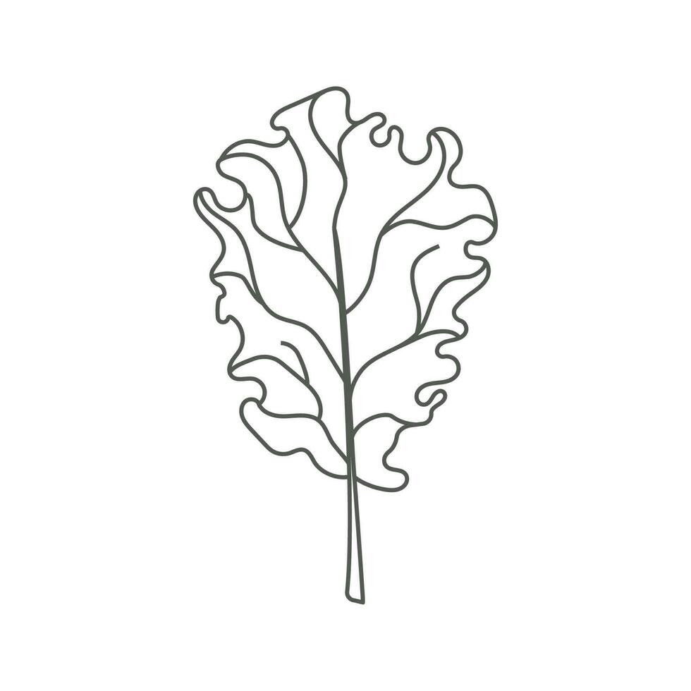vektor illustration av sallad blad i klotter stil