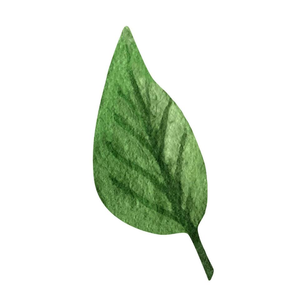 Grün Wald Blätter Aquarell Clip Art. Illustration von Sommer- Grün. vektor