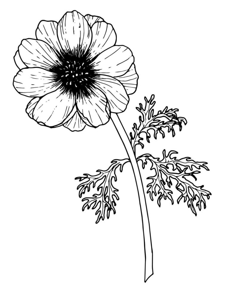Vektor Anemone Blume. Hand gezeichnet Blumen- Illustration auf Weiß isoliert Hintergrund im Gliederung Stil. schwarz botanisch Zeichnung gemalt durch schwarz Tinten. linear skizzieren zum Hochzeit Einladungen oder Karten