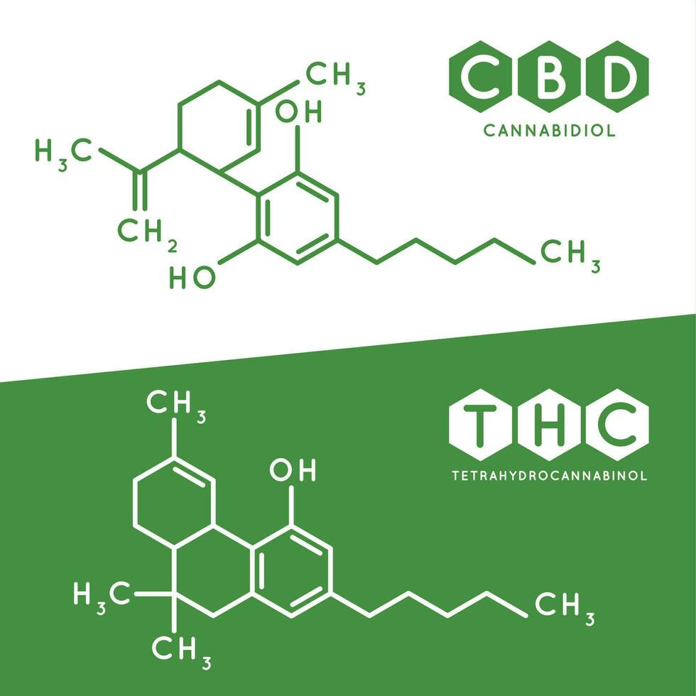 thc och cbd formel. cannabidiol och tetrahydrocannabinol molekyl strukturera förening. medicinsk marijuana molekyler vektor illustration