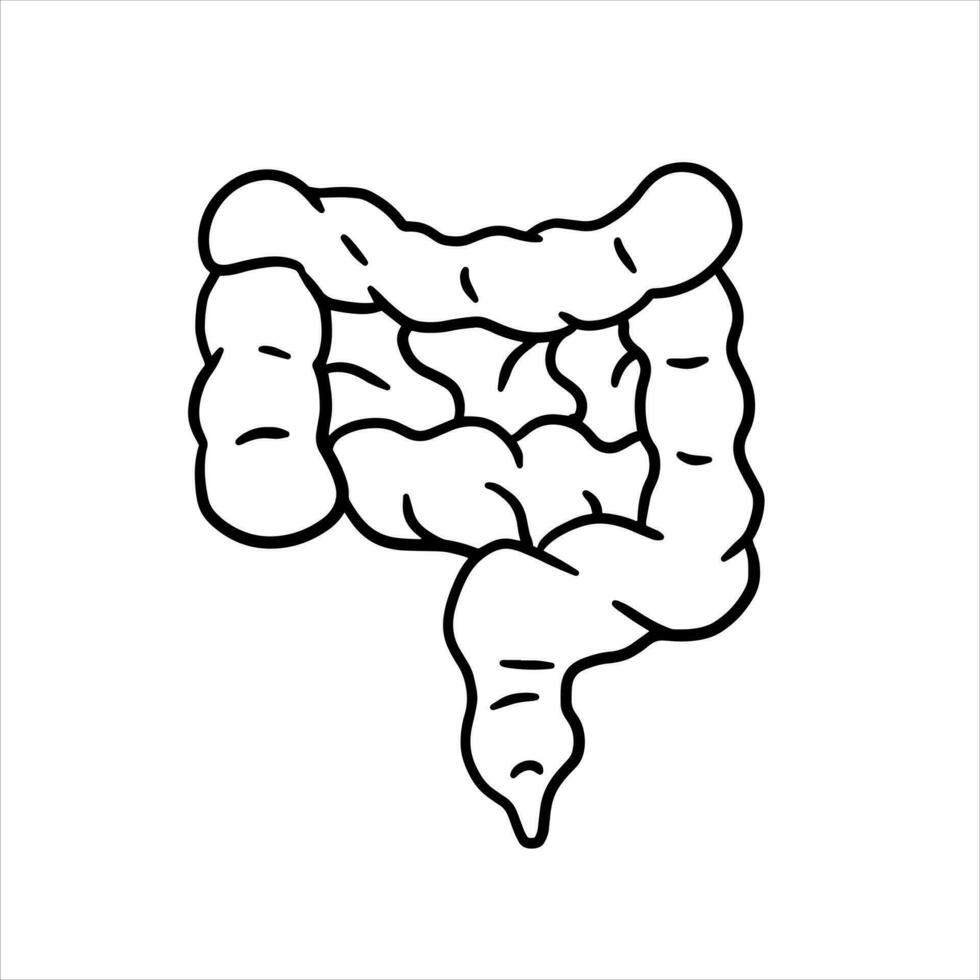 Darm intern Organ. Mensch Verdauungs- Trakt. medizinisch Symbol. schwarz und Weiß Illustration isoliert auf Weiß vektor