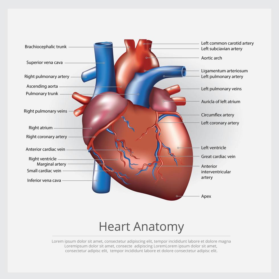 mänskligt hjärta anatomi vektorillustration vektor