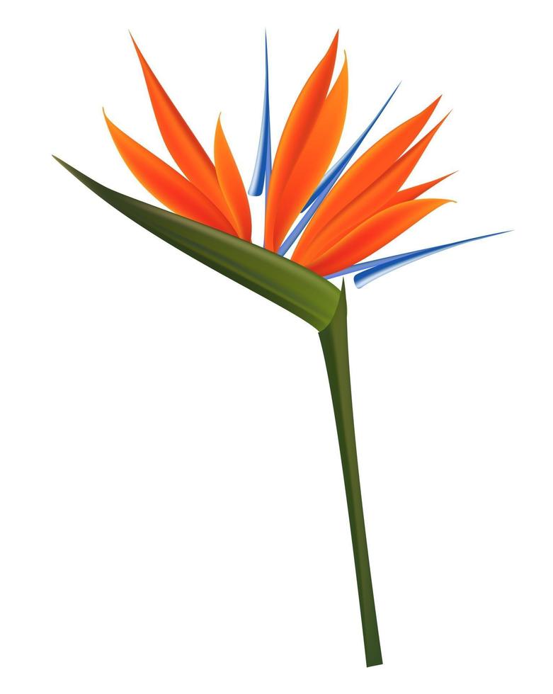 Strelitzia-Blume lokalisiert auf weißem Hintergrund vektor