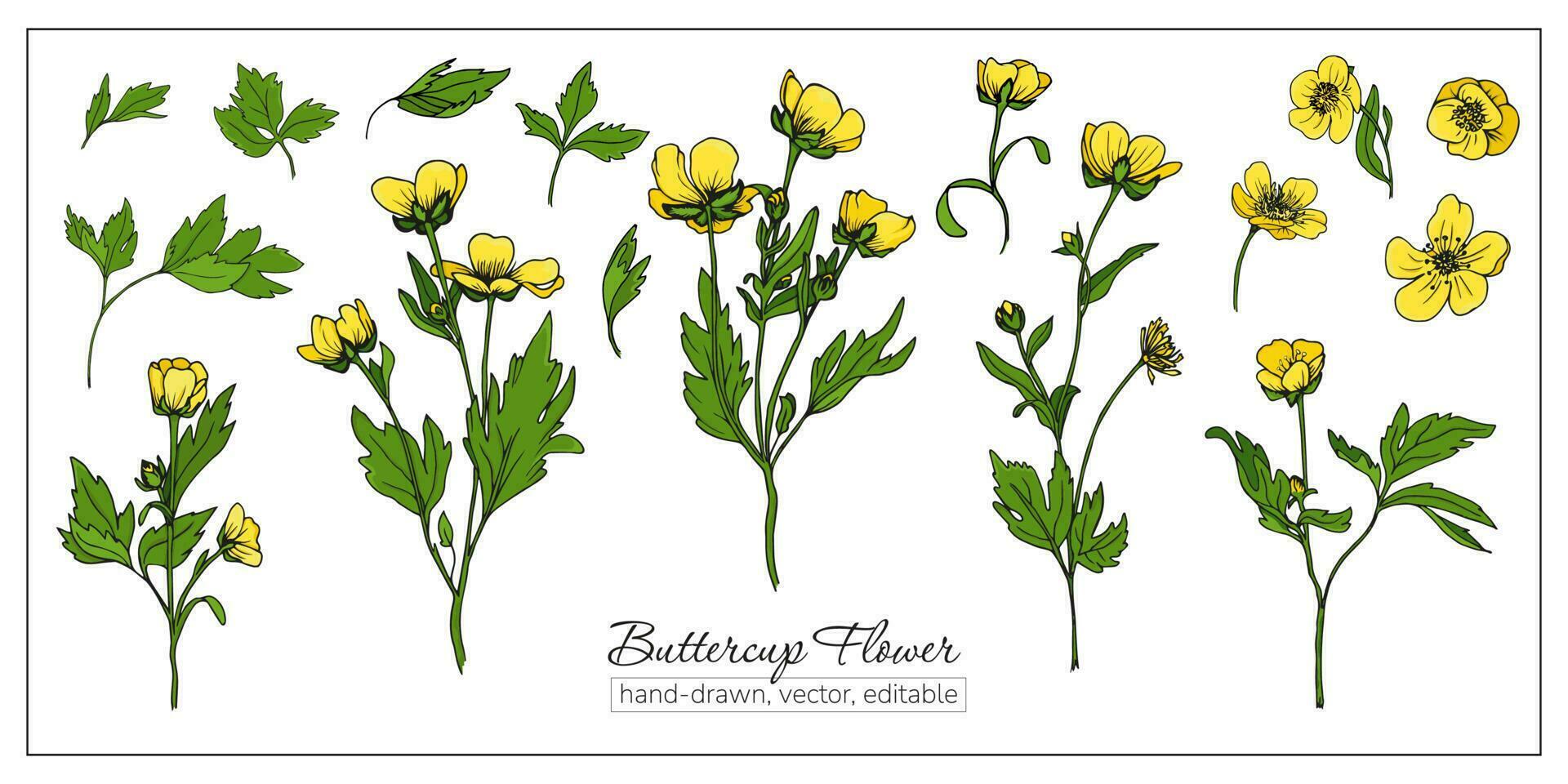 einstellen von handgemalt Gelb Wildblumen vektor