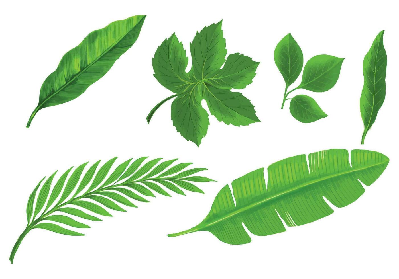 dekorativ tropisk växter grön blad uppsättning design vektor