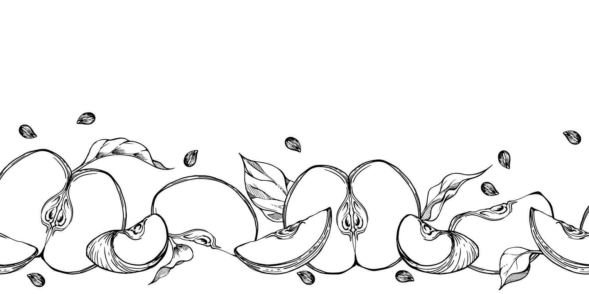 hand dragen bläck äpple frukt mogen, skivor, svartvit vektor, detaljerad översikt, löv frön sömlös horisontell baner. isolerat på vit bakgrund. design för vägg konst, bröllop, skriva ut, tyg, kort. vektor