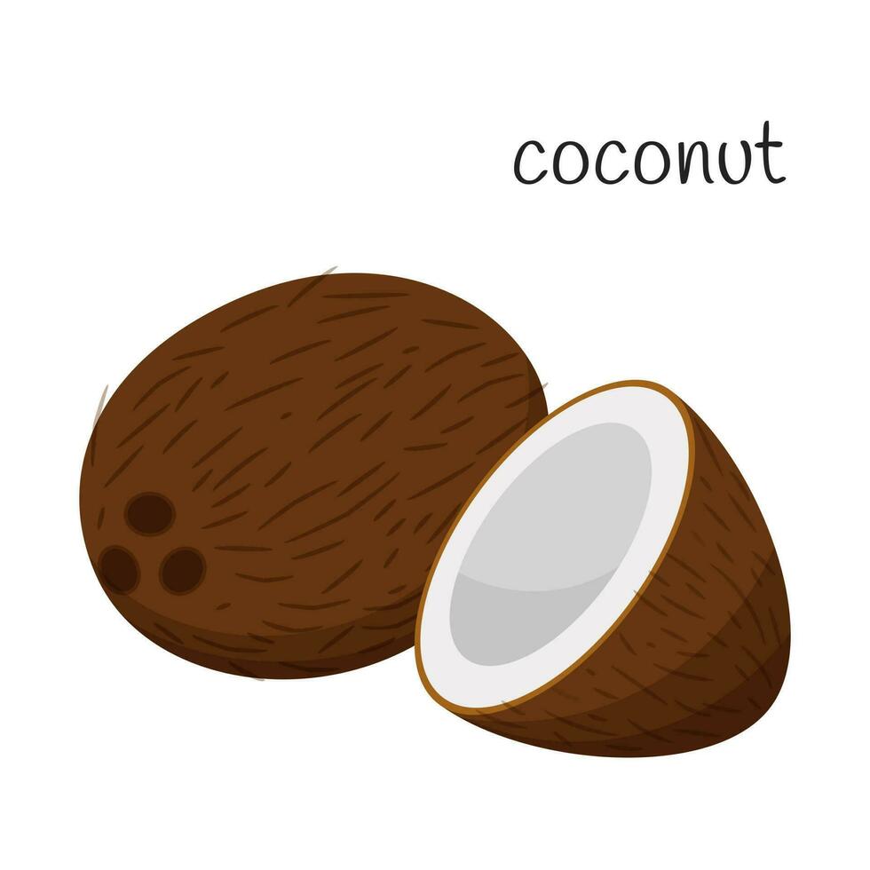 kokos hela och halv. tropisk, exotisk frukt ikon. nöt. platt design. Färg vektor illustration isolerat på en vit bakgrund.