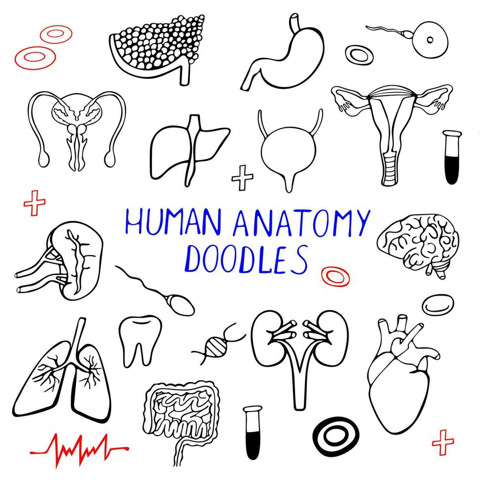 klotter mänsklig organ samling, anatomisk samling vektor