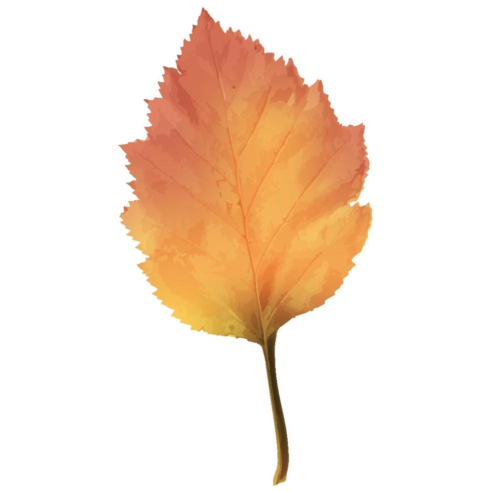 realistisches Erlenblatt in wechselnden Herbstfarben vektor