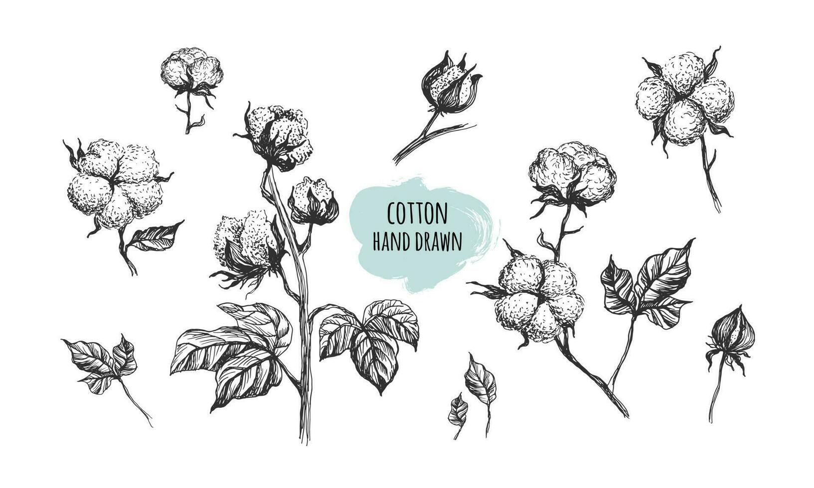 Vektor Hand gezeichnet einstellen von Baumwolle Geäst. Baumwolle Knospen im Jahrgang graviert Stil. botanisch Kunst isoliert auf Weiß Hintergrund. verwenden zum drucken, Poster, Dekoration und andere Design.