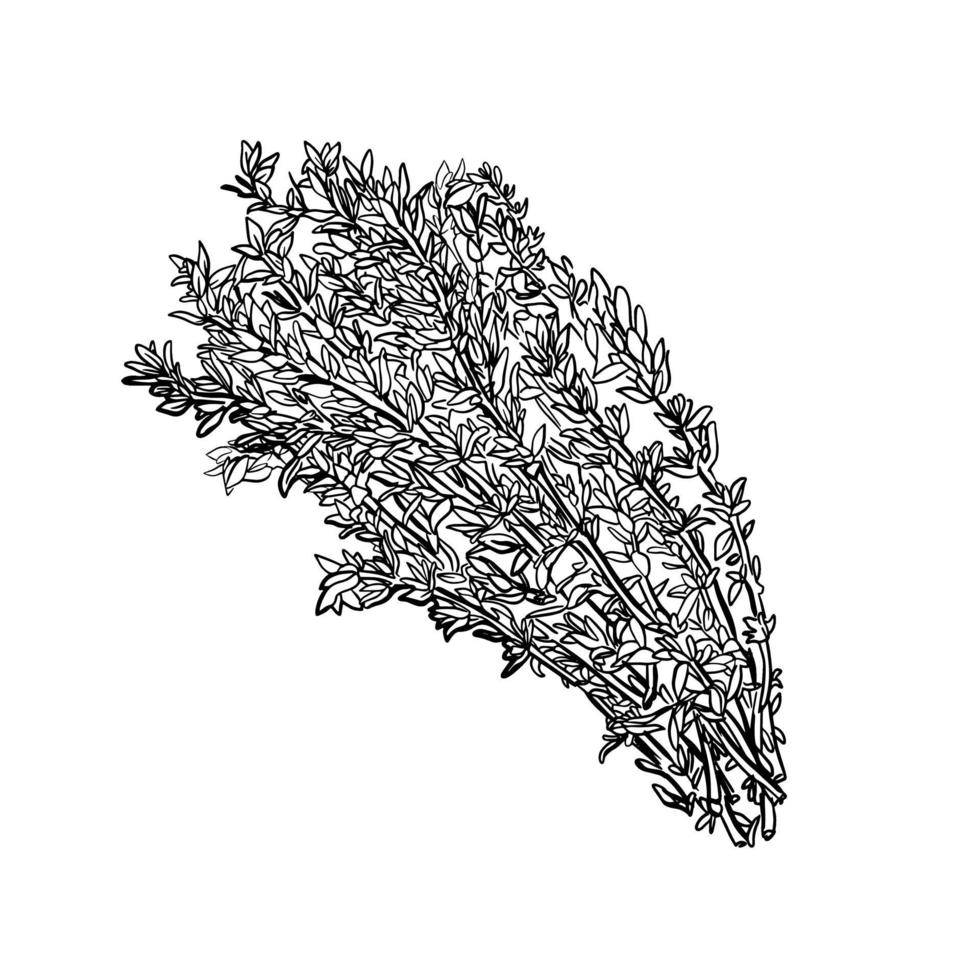 timjan isolerad på en vit bakgrund. en gren av söt timjan. herbes de provence. vektor illustration av en kryddig krydda. vektor illustration